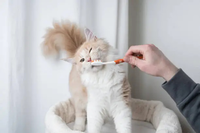 A close-up of a cat's teeth being checked